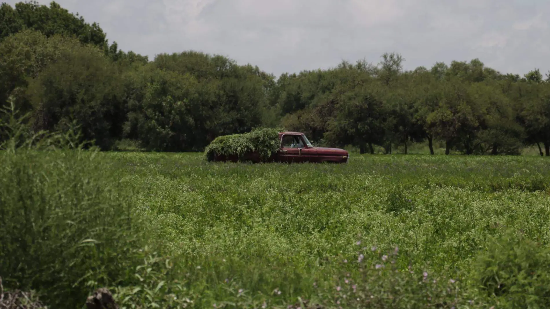 campo campesinos  (1)